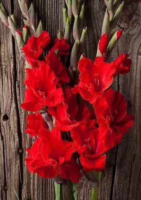 RED Gladiolus 15 Bulbs Large Tall Flower Garden Sword Lily Attracts Butterflies • $17.99