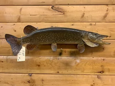 Real Skin Mount Musky Northern Pike Walleye Ron Lax Muskey Fish Taxidermy FNP11 • $349