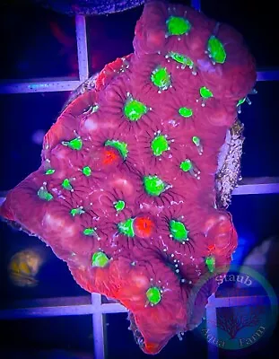 SAF~War Coral Favia Frag Live Coral “WYSIWYG” 1 Inch Frag Plug Brain Colony • $19.99