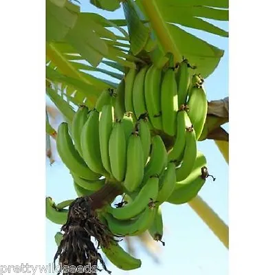 10 X MUSA SIKKIMENSIS  Banana Plant Tropical Seeds VERY FROST HARDY  • £3.99