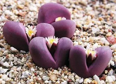 Lithops Optica RUBRA Rare Mesembs Exotic Succulent Living Stones Cactus 30 SEEDS • $9.99