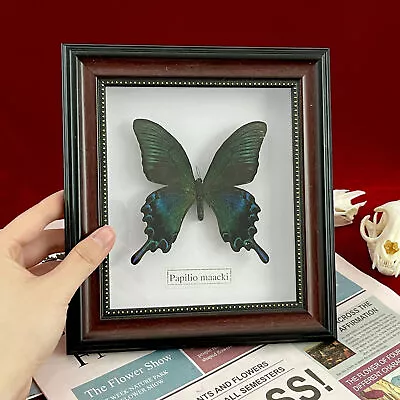 Beautiful Framed Butterfly Wall Decor Taxidermy Collectables Entomology Specimen • $15.99