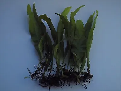 5 Java Fern Live Fish Aquatic Aquarium Tank Plants Tropical Coldwater Plant • £6.45