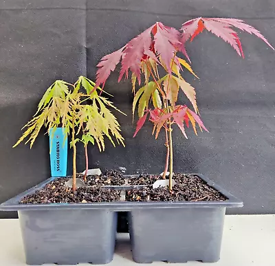 ACER PALMATUM SAPLINGS -4 Cultivars - BURGUNDY LACE OSAKAZUKI VIRIDE & ORNATUM • £29.50