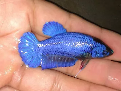 Live Betta Fish Giant Solid Purple HMPK Female  Ready To Breed Rare Item • $22.34