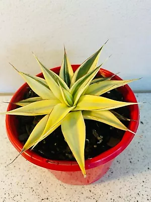 Agave Snow Glow #70 • $97.45