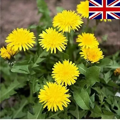 50 Dandelion Seeds Herb Tortoise Food Garden Seeds Flower BasketsUk Seller • £1.19