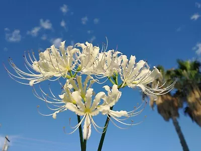 2 Bulbs Lycoris HOUDYSHELLII Heirloom WHITE SPIDER LILY From Japan ~ Cold Hardy • $22.99
