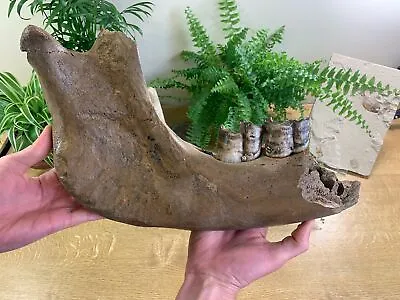 Woolly Rhino Jaw (Russia) #02 - Pleistocene Ice Age Fossil • £690