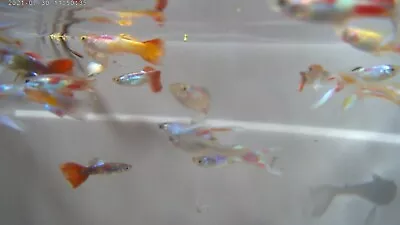 (MP#019) YOUNG FANCY MALE GUPPIES (Only $2.95) Great Color Super Active U.S.A • $2.95