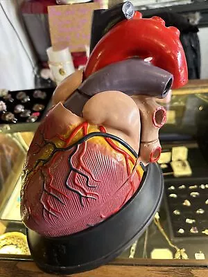 4X Life Size Human Heart Vein Into 5 Part Anatomy Cardiac Medical Model • $85