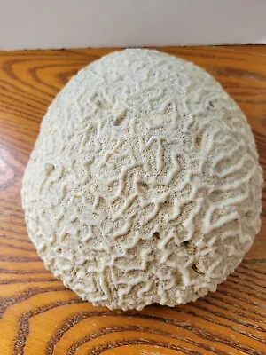 White Brain Coral From The Tropical Islands • $145.77