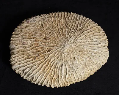 Brain Coral Specimen 7-3/4  • $65