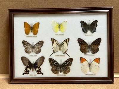 £28 • Buy Vintage Framed Box-Cased Butterfly Taxidermy, 9 Butterflies
