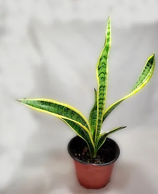 Snake Plant Mother-in-Law's Tongue Gold Golden Sansevieria Laurentii Live 5  Pot • $9.40