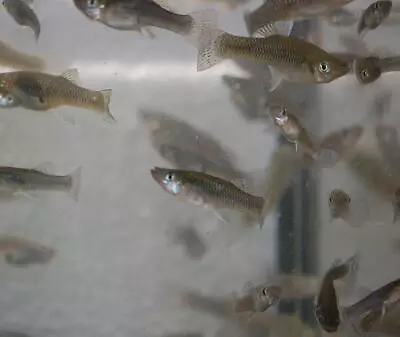 Quinn's Fins- Gambusia Affins- Live Mosquitofish (10 Pack) • $18