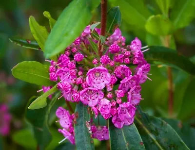 Northern Sheep Laurel 2 Year Old Plant 12-18 Inches Tall Potted • $29