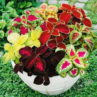 Coleus Hybridus - Rainbow Mix - 150 Seeds • £1.65