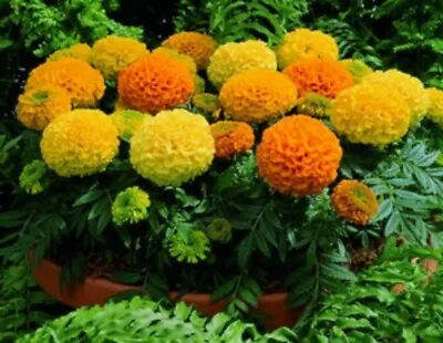 24 Dwarf African Marigold Antigua Mixed  Bedding Patio Plug Plants • £8
