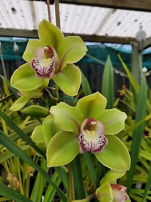 $0.99 • Buy Cymbidium Orchid - Bexley Radiance 'Bexley' X - Large Green Blooms, Single Spike