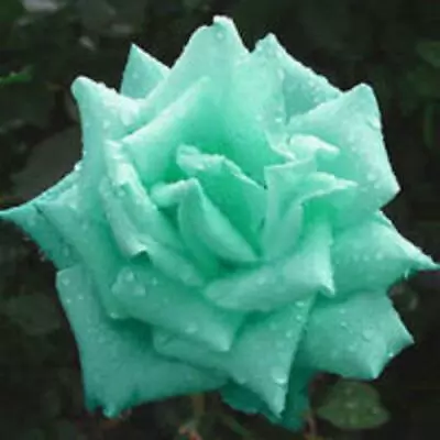 Mint Rose Seeds 20 Or 100 Seeds~Rare-Free Shipping-USA Seller • $2.99