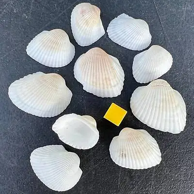 10 X White Litop Cockle Seashells - Genuine Shell Collection • £8.40