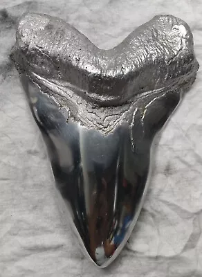 Megalodon Tooth • $100