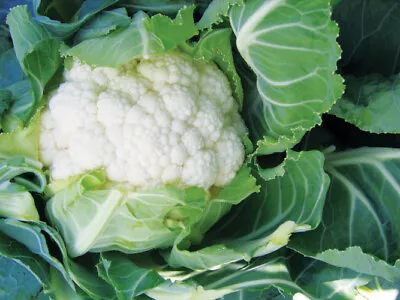 Cauliflower Plug Plants  Grow Your Own  Vegetables **LETTERBOX FRIENDLY** • £9.99
