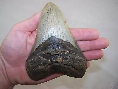 5.54  MEGALODON Fossil Shark Tooth Teeth / 14.4 Oz /NO RESTORATION /Not Dinosaur • $99