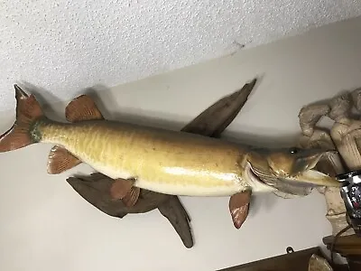 45” Muskellunge Muskie Musky Taxidermy Fish Mount Real Skin Large Drift Wood • $900