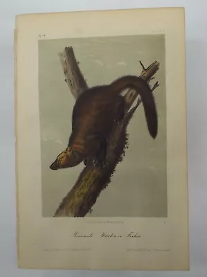 Audubon Quadrupeds Of North America 1854 Volume 1 Pennant's Marten Or Fisher • $14.99