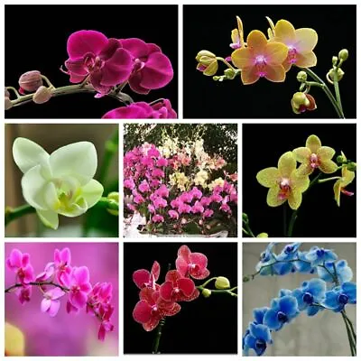 $6.26 • Buy 100 Pcs Muti-Colors Phalaenopsis Seeds Bonsai Balcony Flower Orchid Seeds