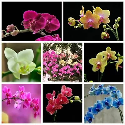 100 Pcs Muti-Colors Phalaenopsis Seeds Bonsai Balcony Flower Orchid Seeds • $6.26