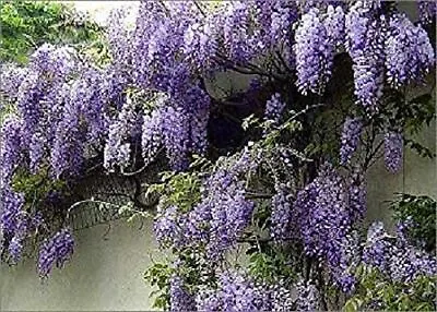 £59.99 • Buy 1X 5-6FT EXTRA LARGE WISTERIA SINENSIS PROLIFIC PLANT (Grafted) CLIMBER 7.5L