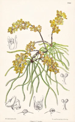 $27.09 • Buy Sarcochilus Luniferus Burma Orchid Flower Lithography Curtis 7044