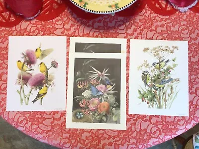 3 New Gorgeous Marjolein Bastin Prints For Framing 11  X 9  • $24