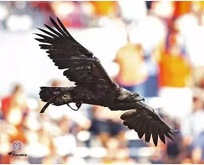 Auburn Tigers Unsigned War Eagle Flying 8  X 10  Photo - Fanatics • $9.99