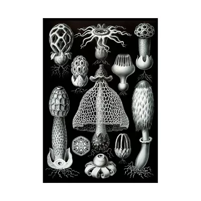 Nature Ernst Haeckel Fungus Mushroom Toadstool Biology Germany Framed Wall Art P • $16.99