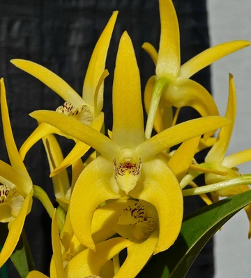 $9 • Buy Orchid -Dendrobium Brimbank Mikado