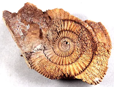 Jurassic German Dactylioceras Ammonite Fossil 3.5 X 2.1  - 2.9 Oz Specimen • $37