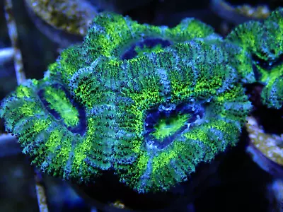 Stunning WYSIWYG Acan Acanthastrea Lordhowensis 3 Head Frag-Marine Coral LPS • £0.99