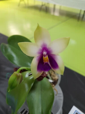 $45 • Buy FPOrchids Phal. Bellina Coerulea X Sib
