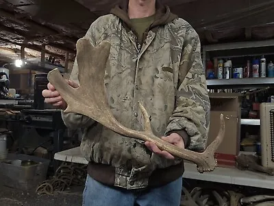 Nice Fallow Shed Antler Horns Elk Deer Moose Rack Sheds • $85