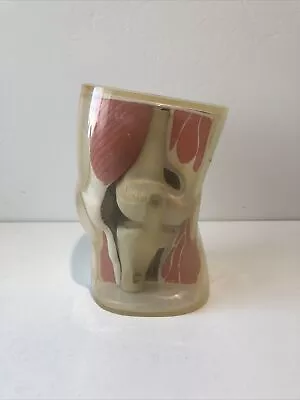 Vintage Merck Sharp & Dohme Knee Anatomical Pharmaceutical Model • $59.95