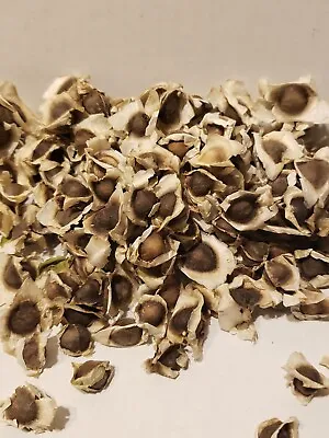 $67.83 • Buy 50 Oz (4900-5000 Ct.) Moringa Oleifera PKM1 Seeds
