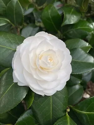 White Camellia 'Nobilissima' Evergreen Plants (30 Cm Height) Free UK Postage • £14.50