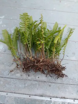 7 Rooted Live Boston Fern Plants Tropical Garden Organic Shady Place. Evergreen • $14