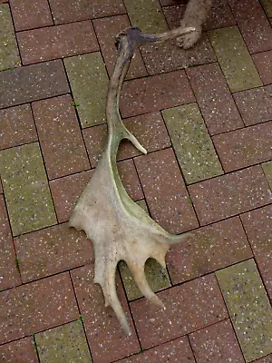 Fallow Deer Stag Antler Any Craft Any Art Any Project Farm Barn Home Loft A-1 • £19.99