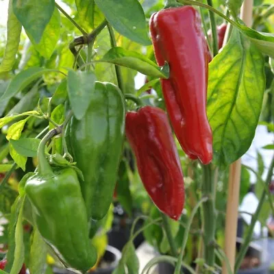 Red Marconi Sweet Pepper Seeds | Heirloom | Organic • $2.25