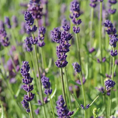 £23.99 • Buy Lavender Fragrant Drought Tolerant Plant Hidcote Plugs Or 3.6L Potted Plants T&M